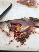 Load image into Gallery viewer, 1.5" Crawdad F ©